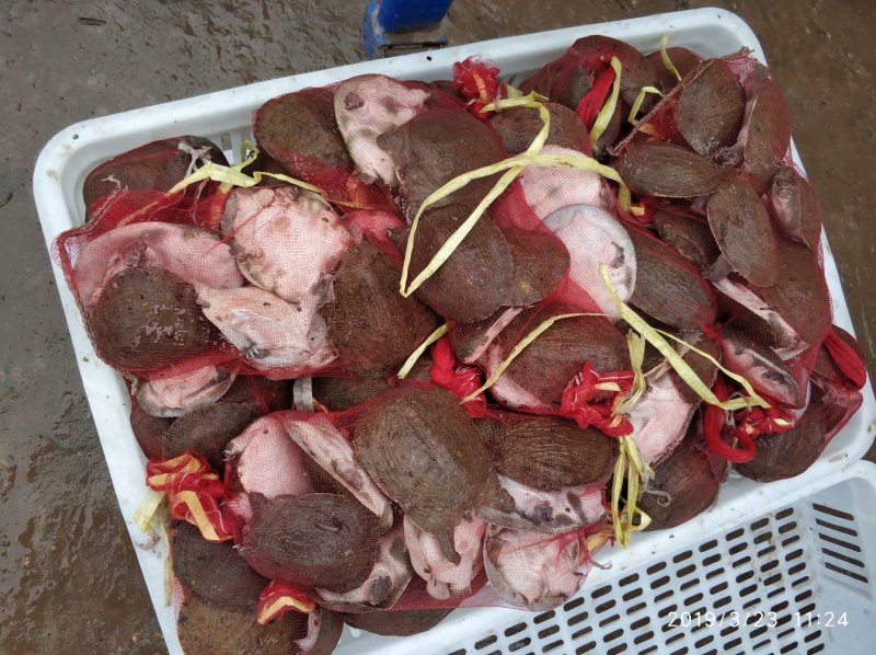 外塘50克左右规格甲鱼苗，鱼塘水库混养，成活率高，包邮