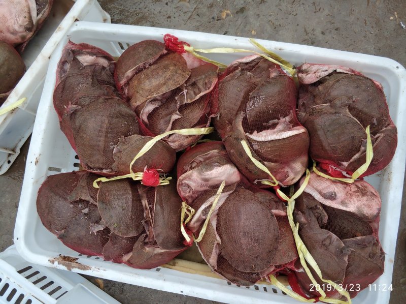 外塘50克左右规格甲鱼苗，鱼塘水库混养，成活率高，包邮