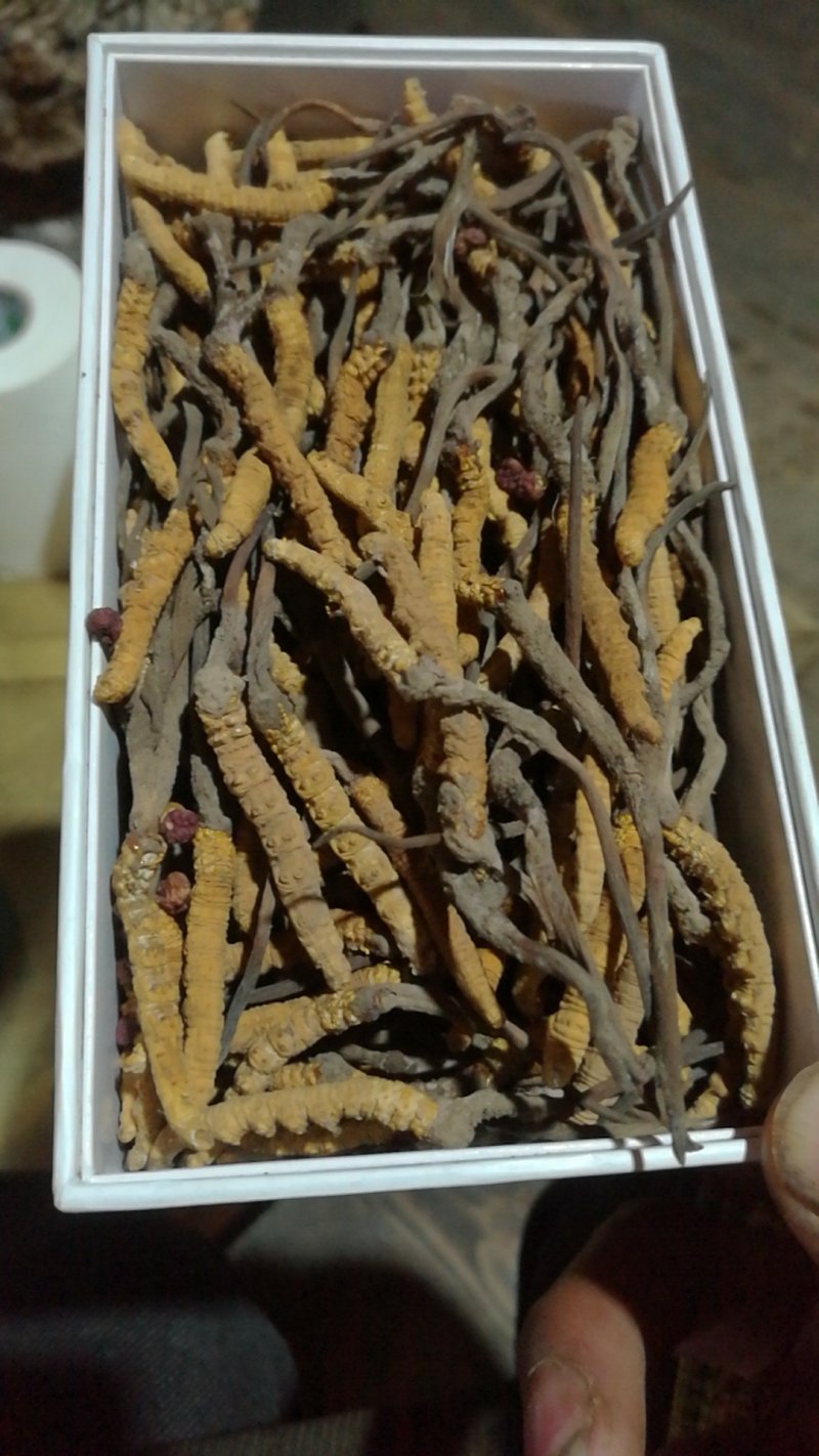 冬虫夏草