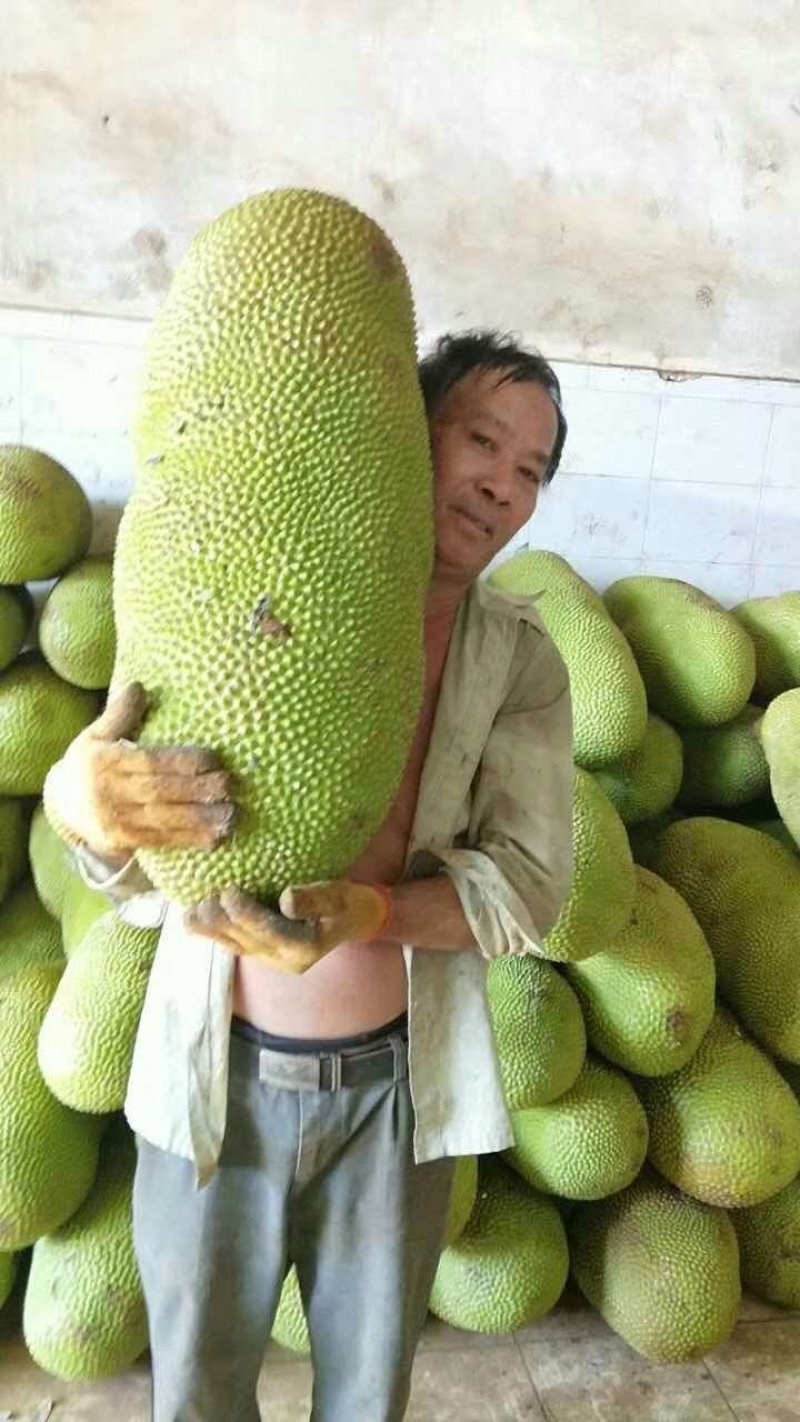 海南三亚青皮菠萝蜜黄肉干包，一手机货原果园直批。