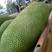 海南三亚青皮菠萝蜜黄肉干包，一手机货原果园直批。