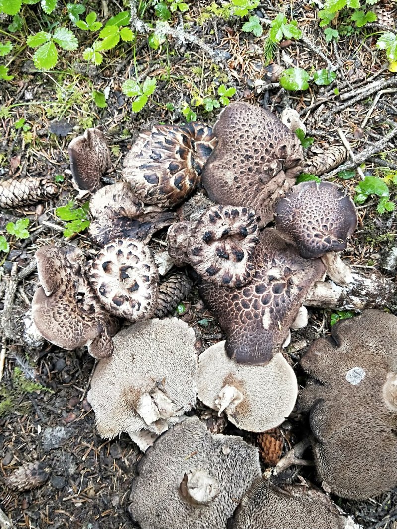 食用菌