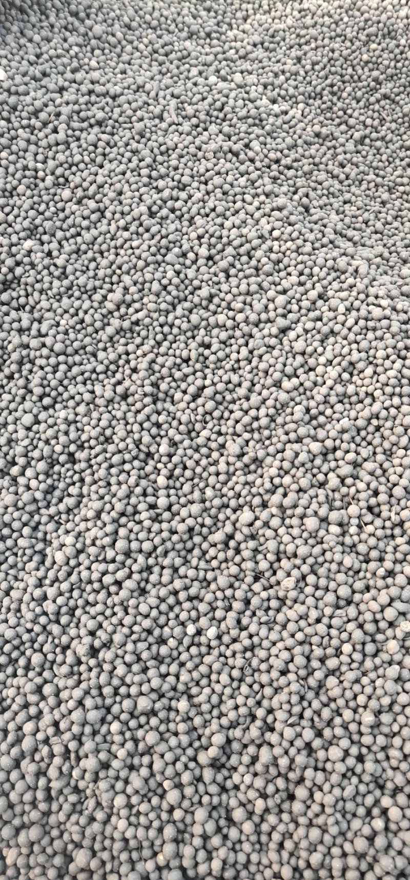 羊粪