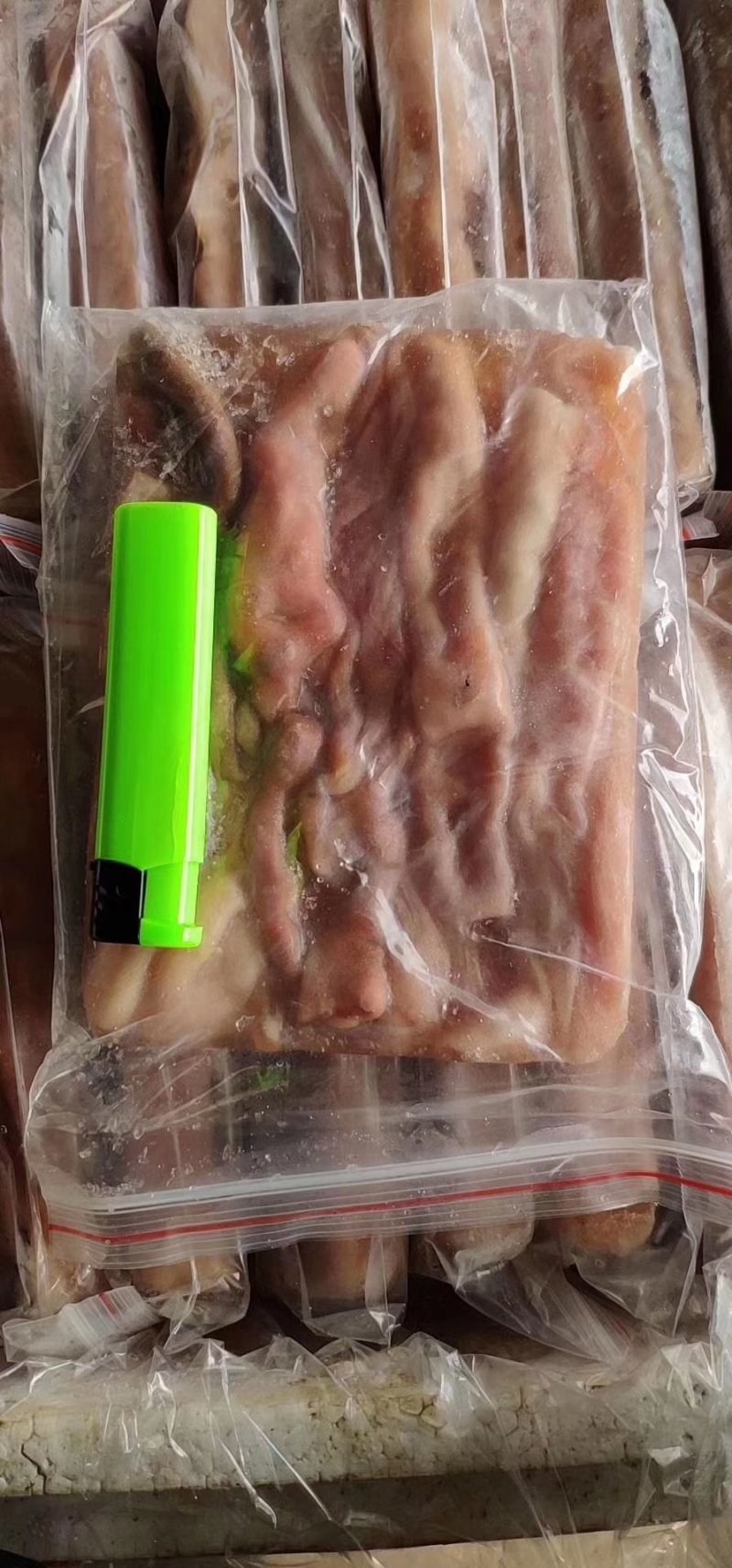 海肠