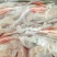 山东精品白条鸭850-2500克肉质鲜美规格齐全商用批发