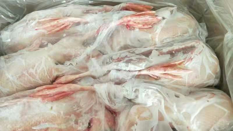 山东精品白条鸭850-2500克肉质鲜美规格齐全商用批发