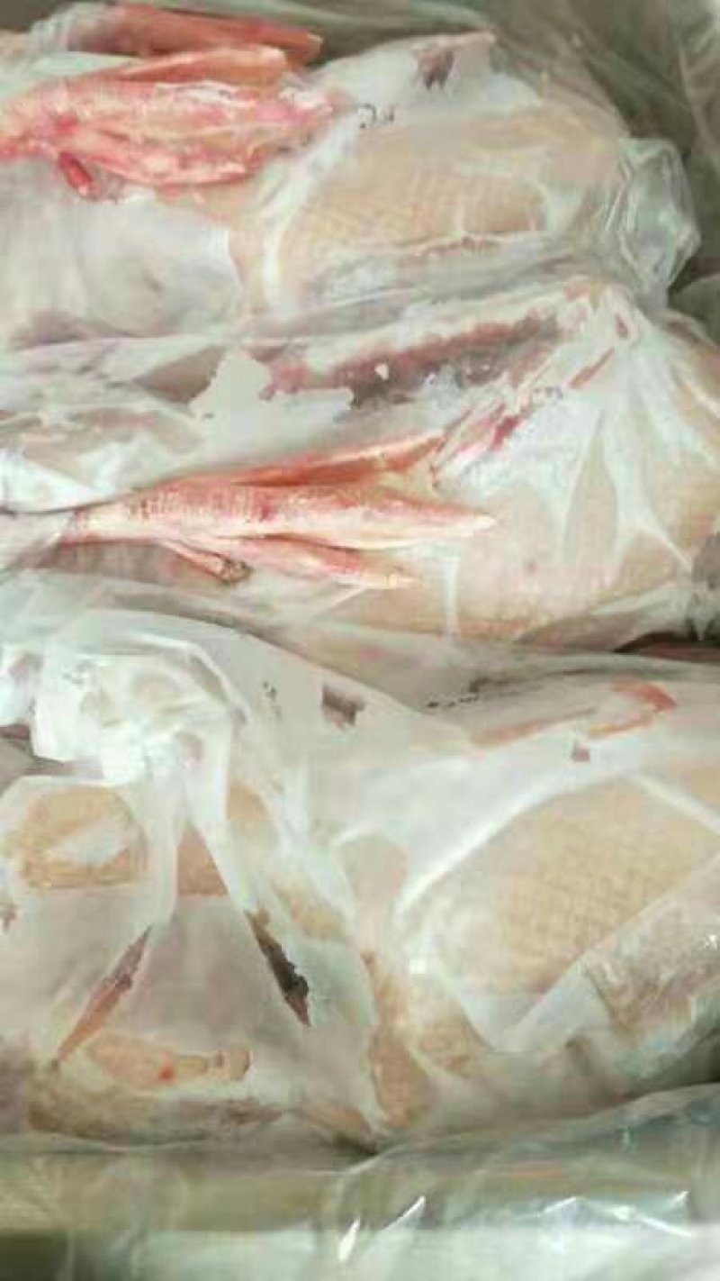 山东精品白条鸭850-2500克肉质鲜美规格齐全商用批发