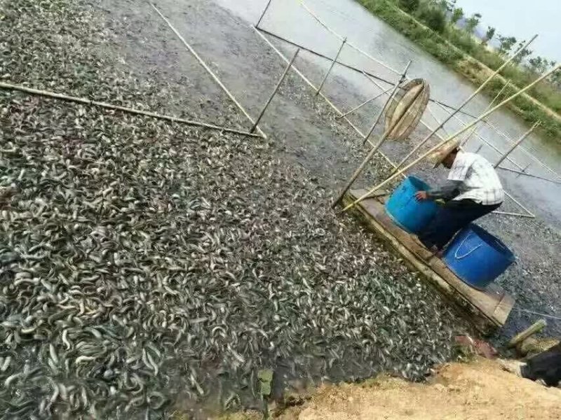 台湾泥鳅苗，3/5公分，包成活一个星期，大量死亡补苗