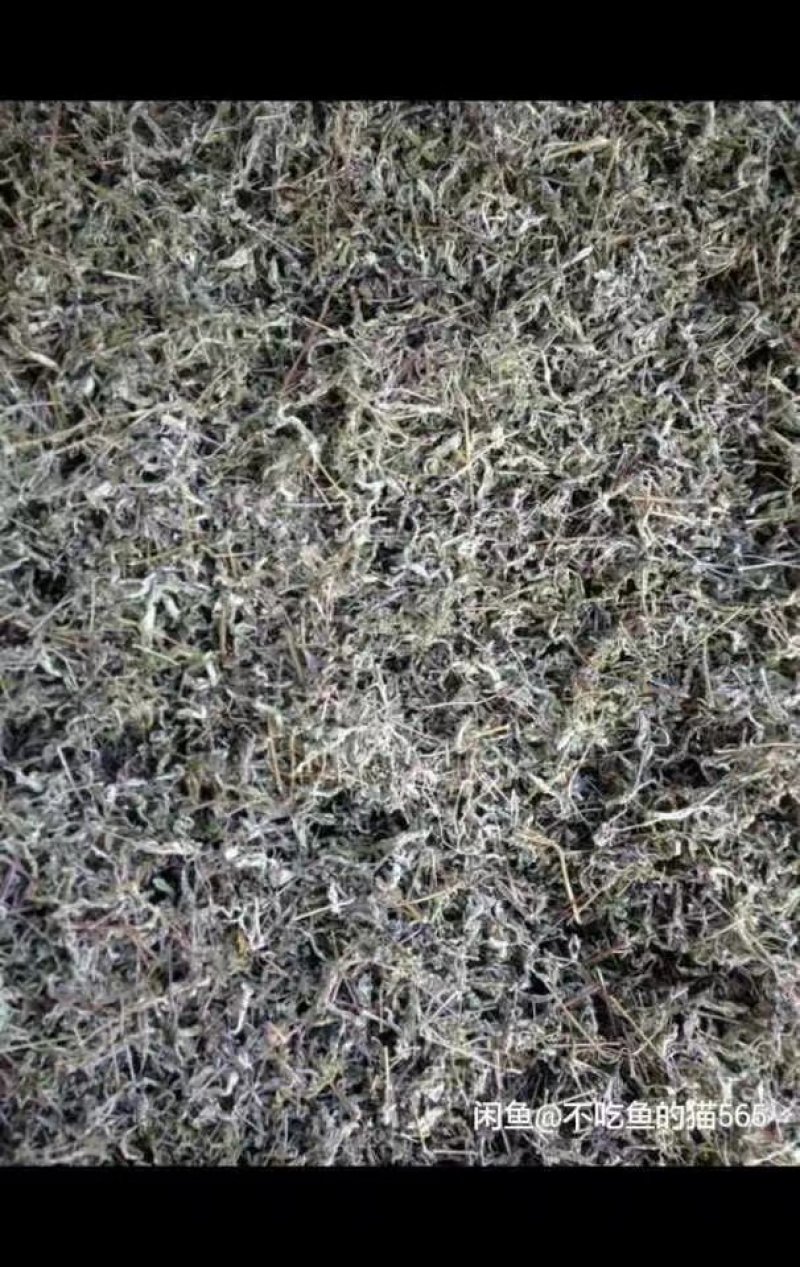 野生藤茶