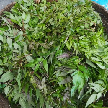野生藤茶