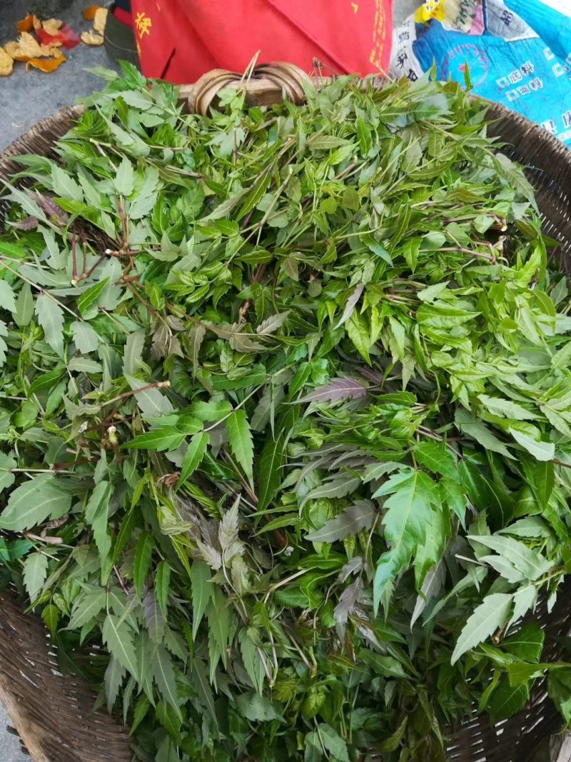 野生藤茶