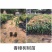 供应香樟树苗高度20-80