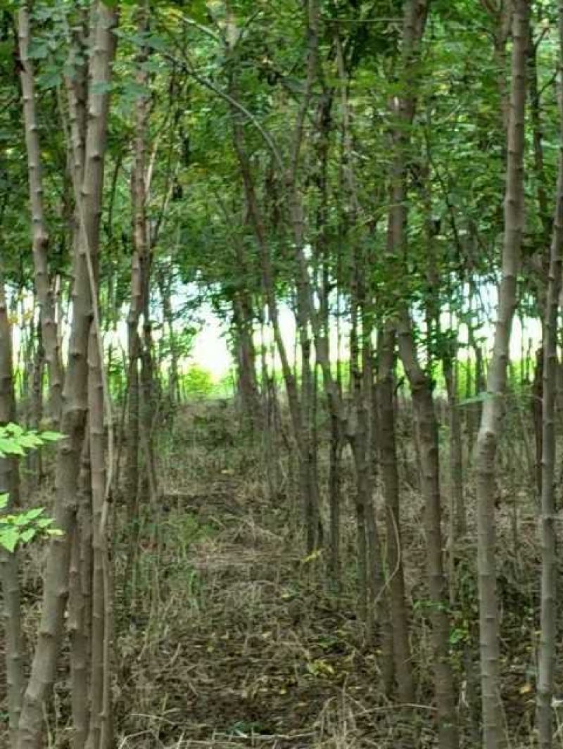 北栾