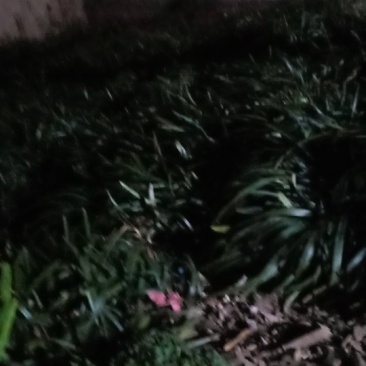供应大小目冬草