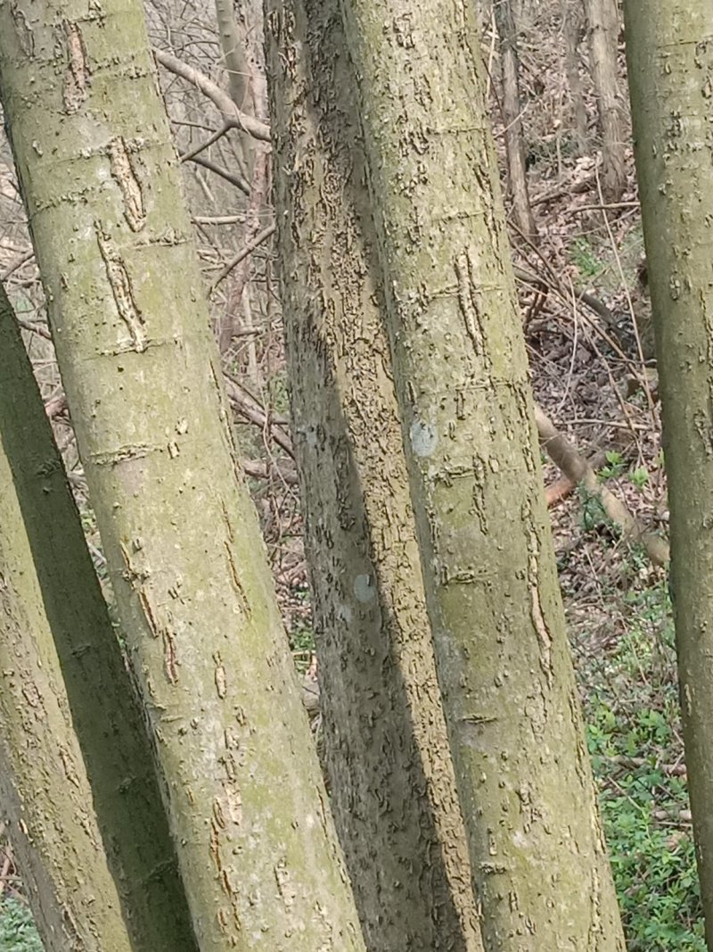 朴树