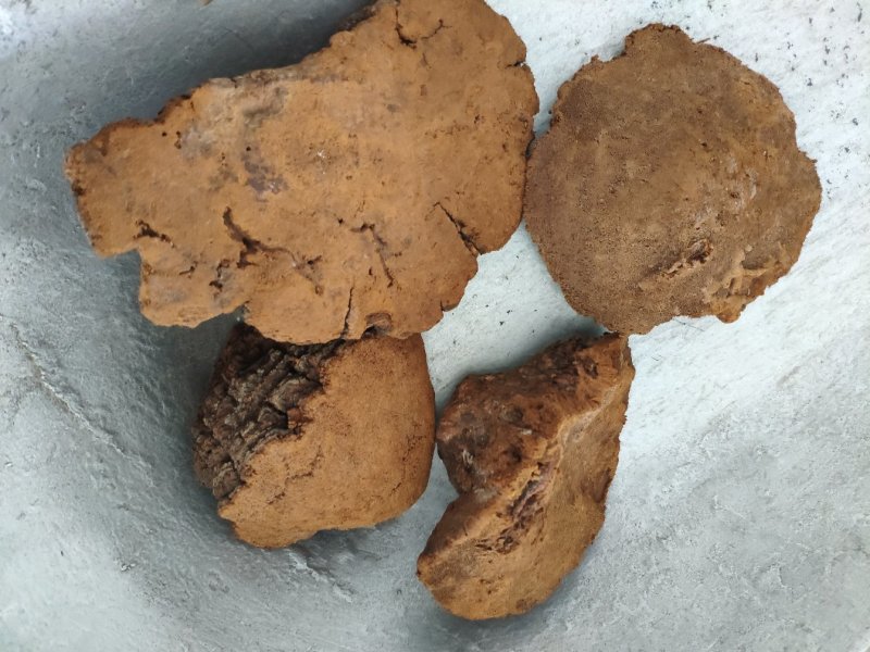桑黄桑树黄正品野生货含量高养生馆直供