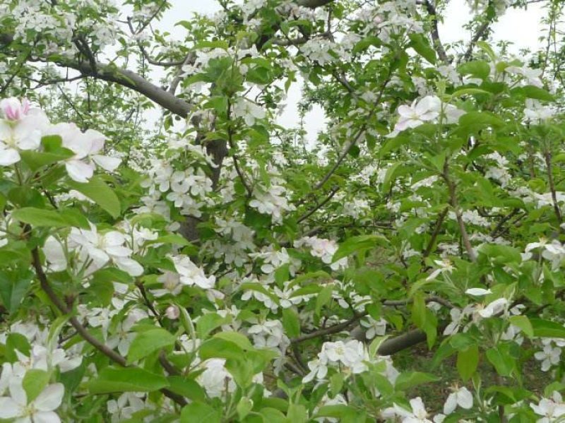 苹果树苗