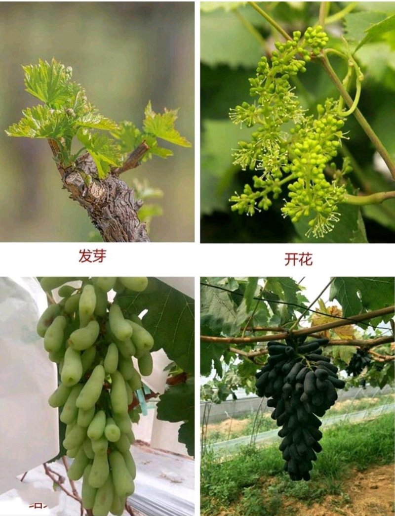 嫁接甜蜜蓝宝石葡萄苗品种纯正保证成活率1-3苗