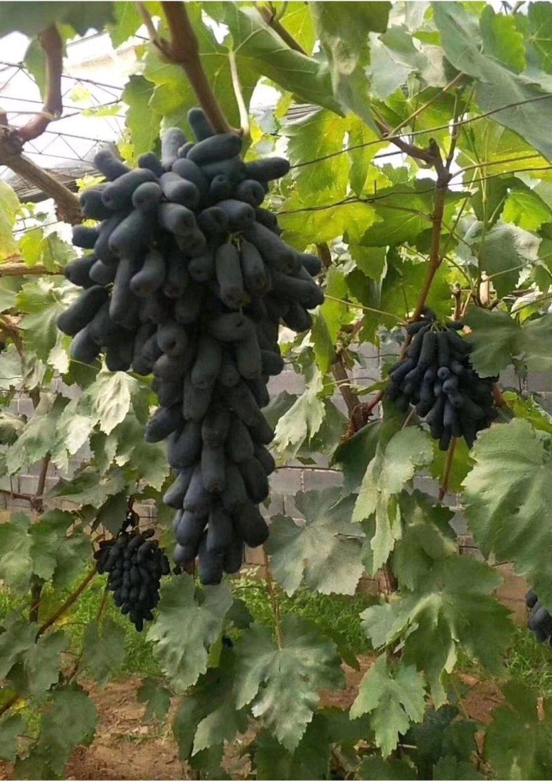 嫁接甜蜜蓝宝石葡萄苗品种纯正保证成活率1-3苗