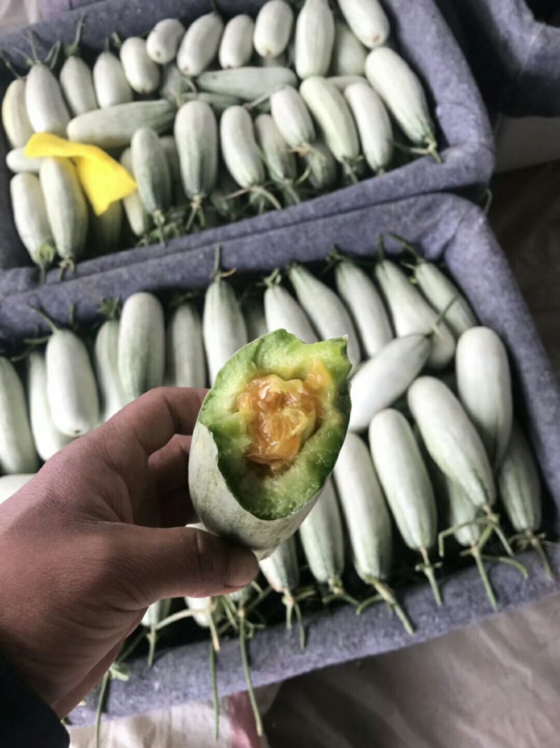 博洋蜜瓜一件代发