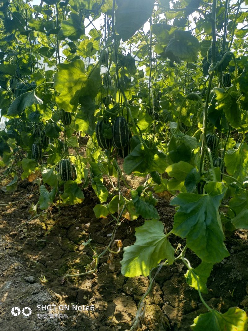 【推荐】河北甜瓜博洋基地一手货源商超电商全国接单