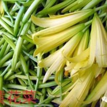 黄花菜