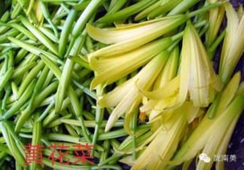 黄花菜