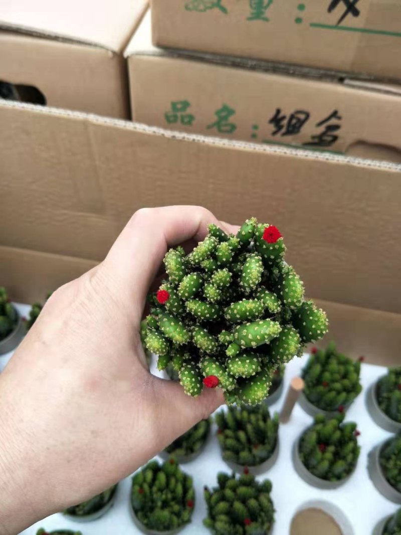 招财手