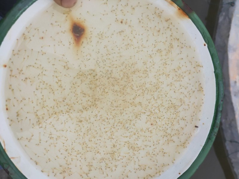 红鲤水花