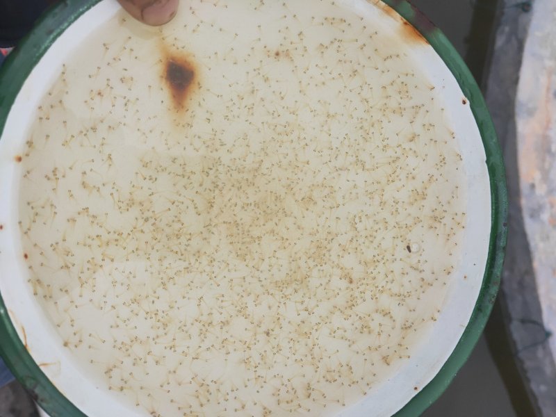 红鲤水花