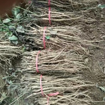 优质油用牡丹苗（可观赏可药用）基地直发量大从优