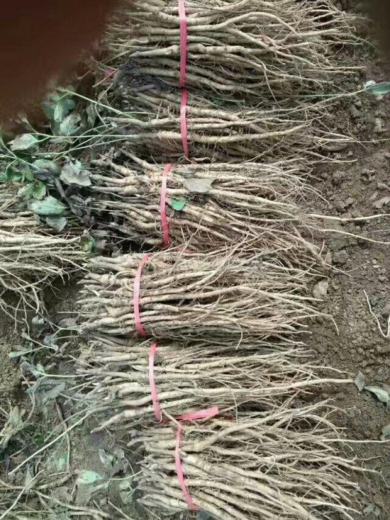 优质油用牡丹苗（可观赏可药用）基地直发量大从优