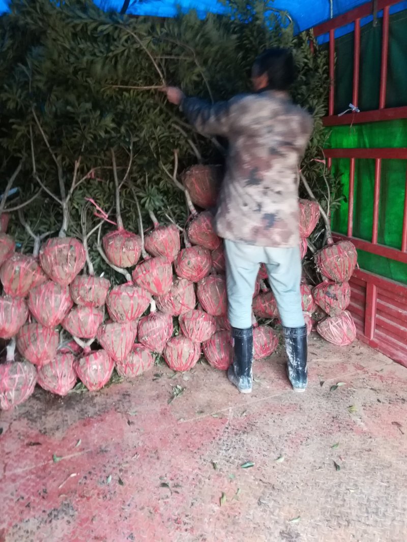 杨梅苗