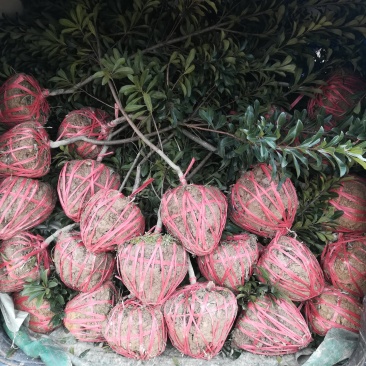 杨梅苗