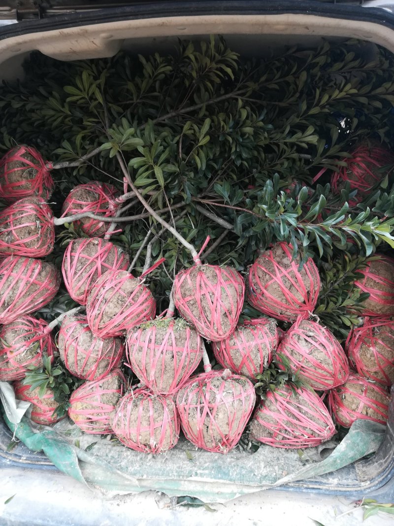 杨梅苗