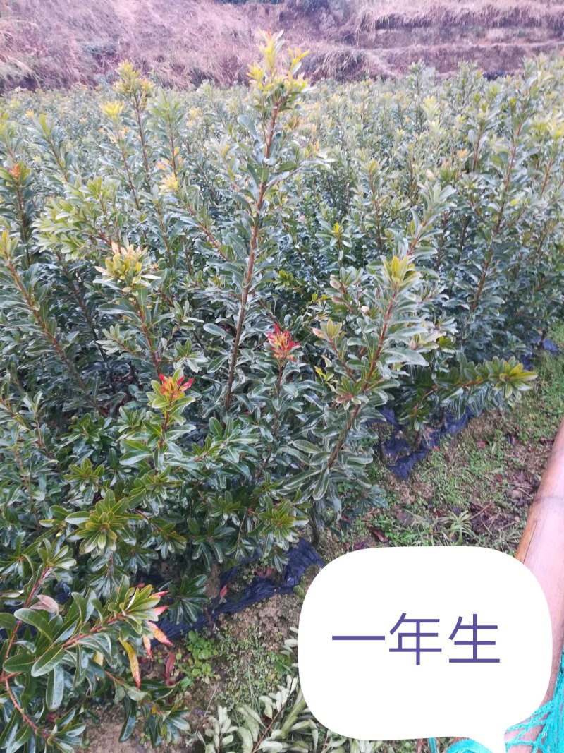 杨梅苗