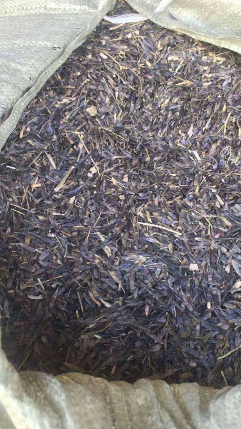 纯新产板蓝根子，基地一手货源，出芽率高量大从优