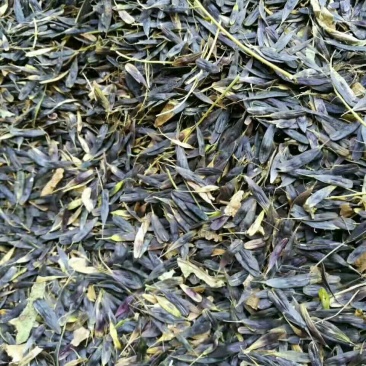 纯新产板蓝根子，基地一手货源，出芽率高量大从优