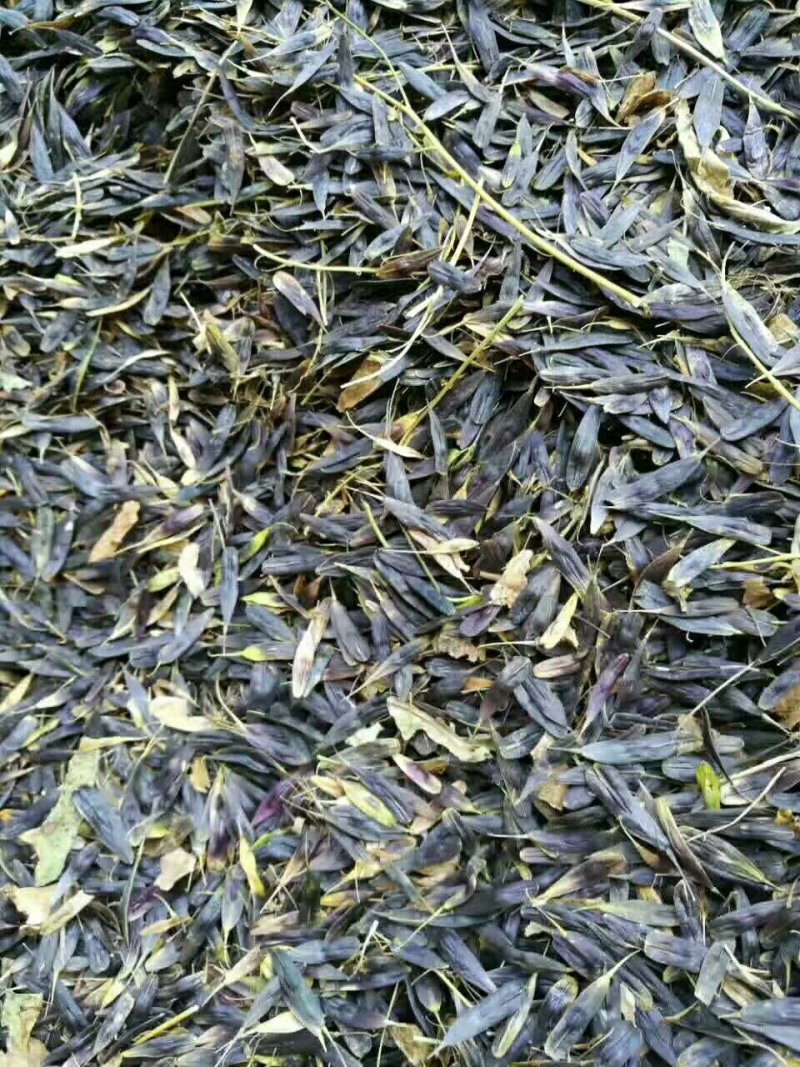 纯新产板蓝根子，基地一手货源，出芽率高量大从优