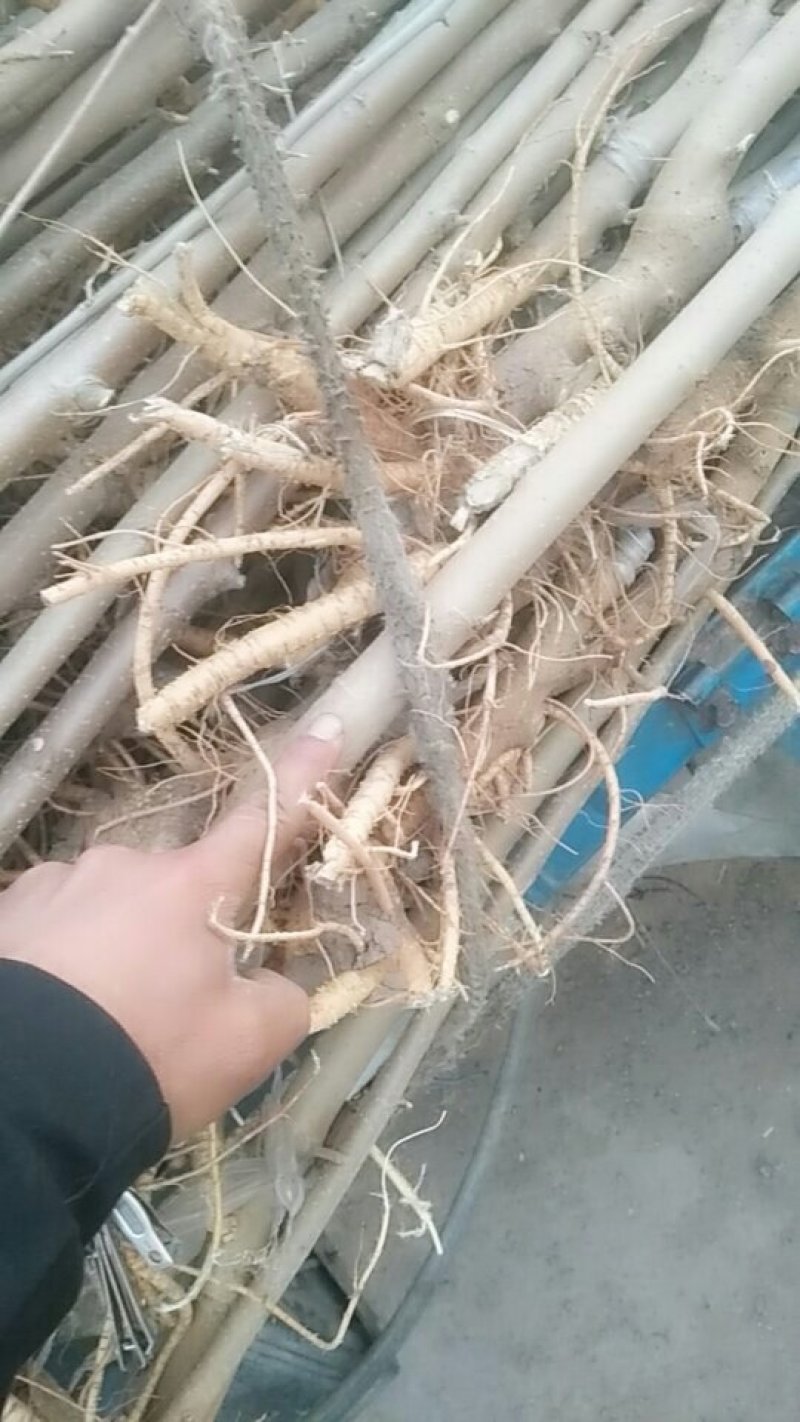 河北沧州泊头黑珍珠桑椹苗全面有货包技术指导包成活，