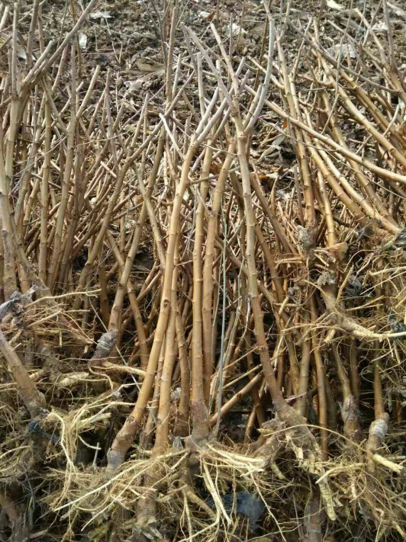 河北沧州泊头黑珍珠桑椹苗全面有货包技术指导包成活，
