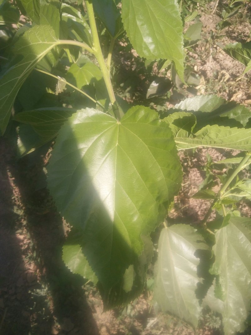 河北沧州泊头黑珍珠桑椹苗全面有货包技术指导包成活，