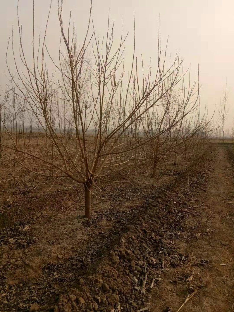 河北沧州泊头黑珍珠桑椹苗全面有货包技术指导包成活，
