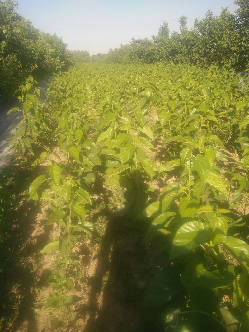 河北沧州泊头黑珍珠桑椹苗全面有货包技术指导包成活，