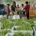 芦笋苗一次种植可连续采收十年以上易管理效益高基地