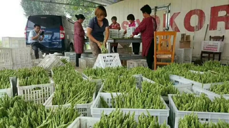 芦笋苗一次种植可连续采收十年以上易管理效益高基地