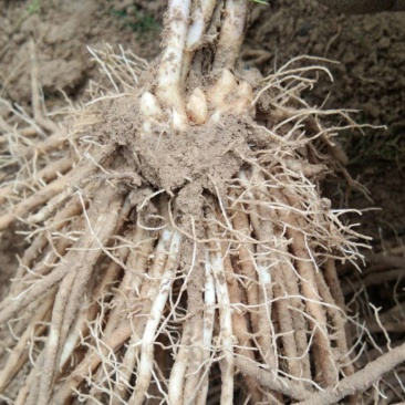 芦笋苗一次种植可连续采收十年以上易管理效益高基地
