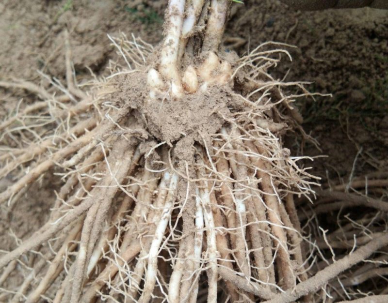 芦笋苗一次种植可连续采收十年以上易管理效益高基地