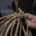芦笋苗一次种植可连续采收十年以上易管理效益高基地