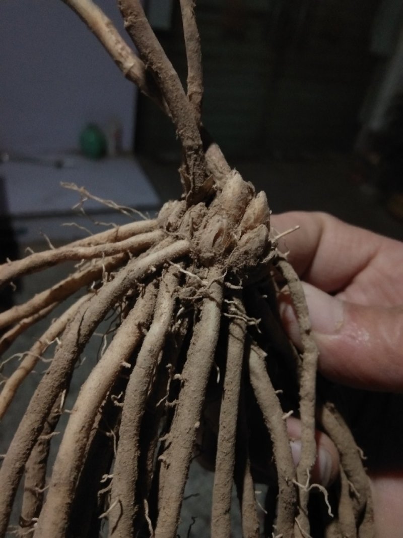 芦笋苗一次种植可连续采收十年以上易管理效益高基地